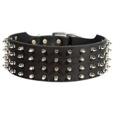 3 inch Custom Spiked Collar for Rottweiler