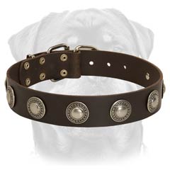 Amazing leather dog collar