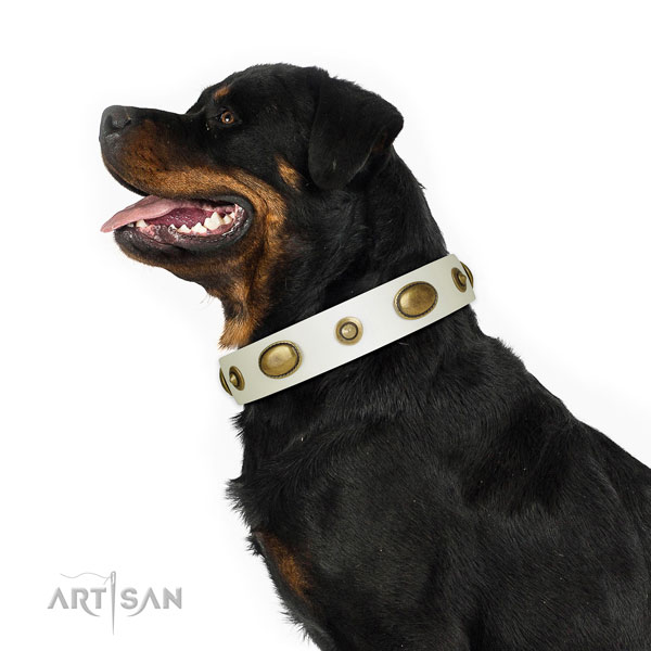 Everyday use dog collar of leather with extraordinary adornments