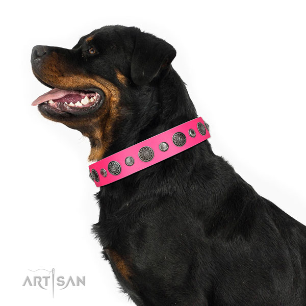 Impressive leather dog collar with corrosion resistant hardware