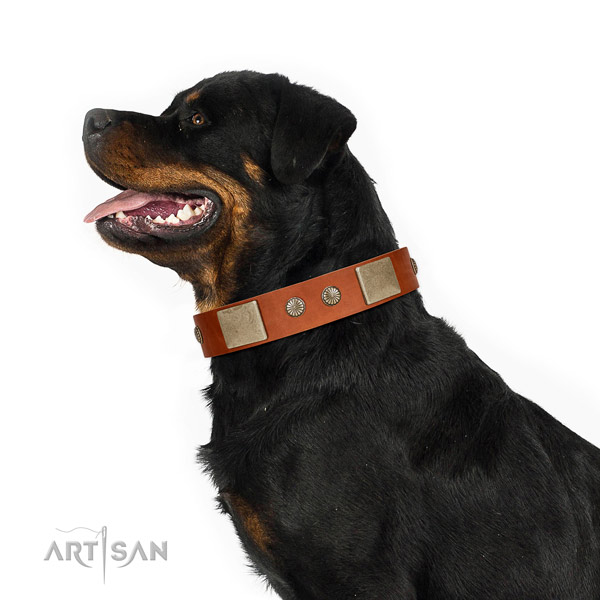 Perfect fit leather collar for your attractive dog