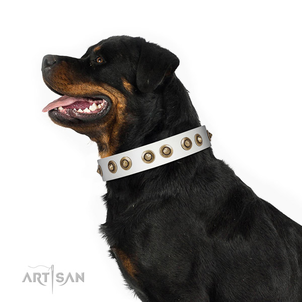 Everyday use dog collar of natural leather with trendy decorations