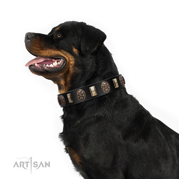 Leather collar with decorations for your attractive dog