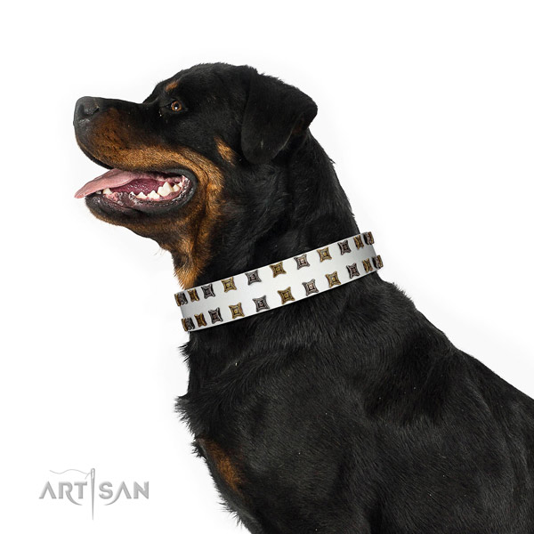 Best quality leather dog collar with adornments for your pet