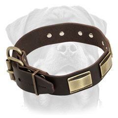 Leather Rottweiler Collar     Decorated with Brass Plates