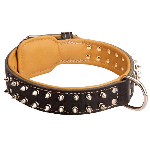 Padded Leather Rottweiler collar with 2 Rows of Handset Spikes