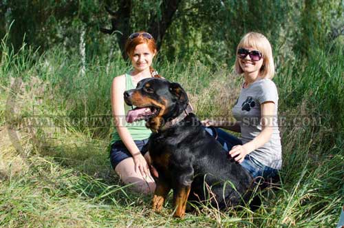 Hand crafted Leather Rottweiler Collar 