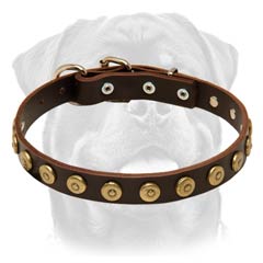 Designer leather dog collar