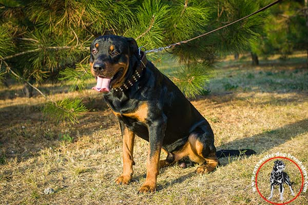 Rottweiler collar for stylish walks