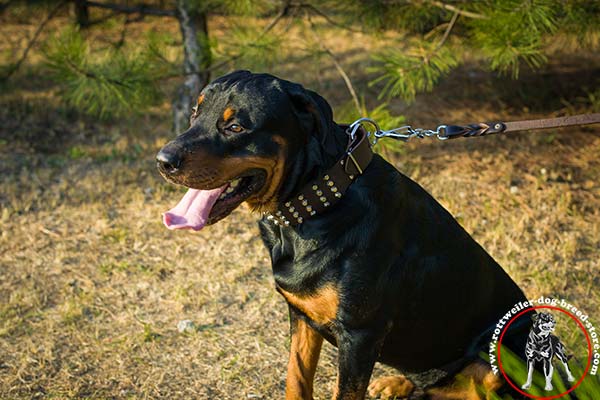 Pyramid studded Rottweiler collar