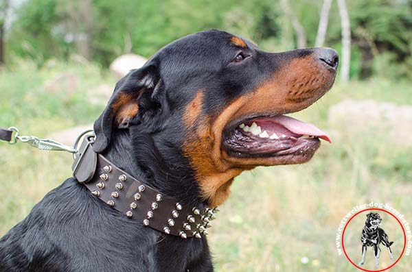 4 rows spiky Rottweiler collar