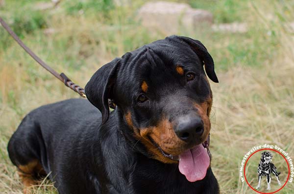 Strong Rottweiler choke collar