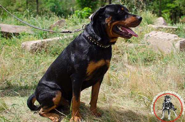 Rottweiler leather collar with brass studs and nickel cones