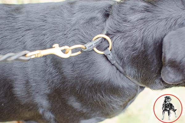 Rottweiler leather collar with strong hardware