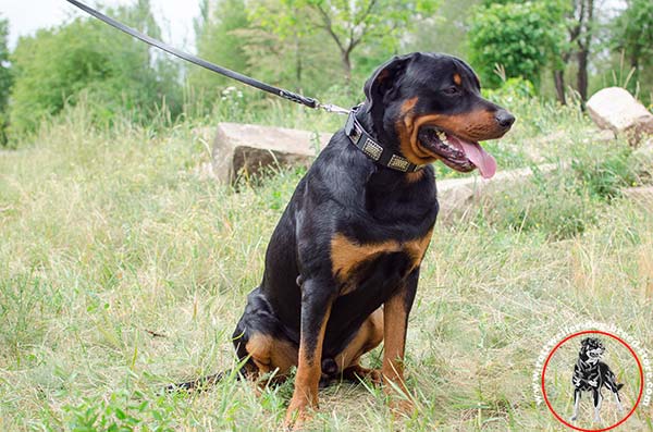 Beautifully adorned Rottweiler collar