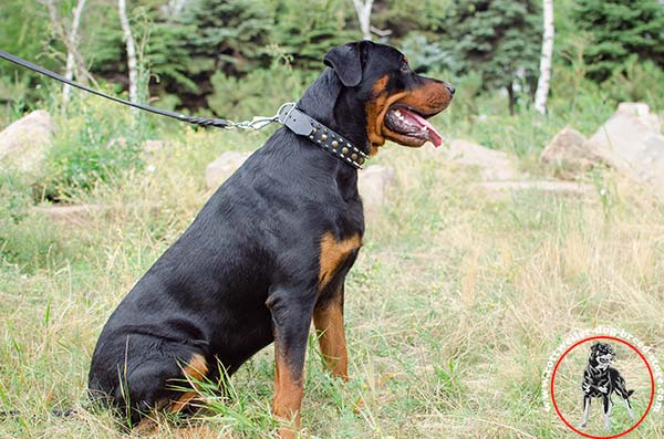 Extra soft Rottweiler leather collar
