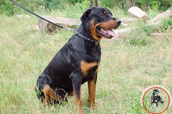 Rottweiler leather collar with nickel plated spikes