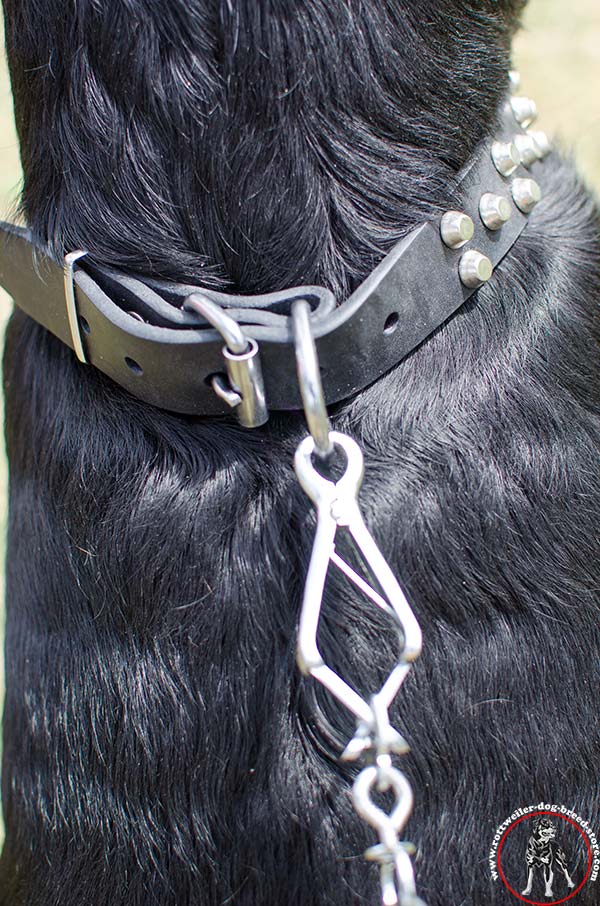 Rottweiler collar with strong D-ring