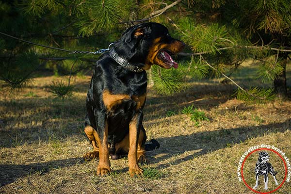 Reliable in use Rottweiler collar