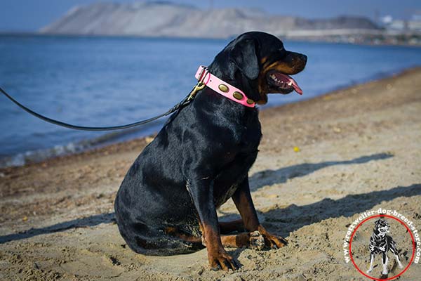 Unmatchable Rottweiler collar of pink color