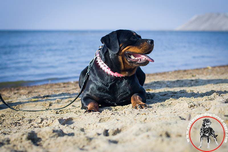 Personalized Pink collar Rottweiler Dog Collars