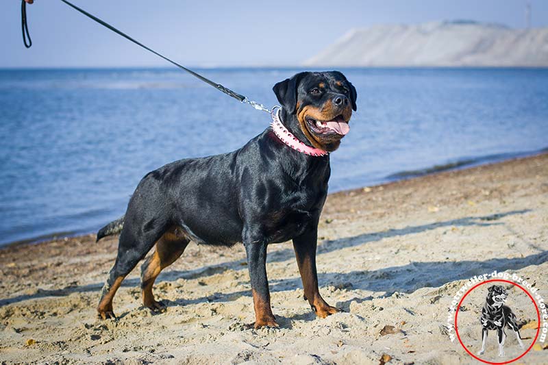 Personalized Pink collar Rottweiler Dog Collars