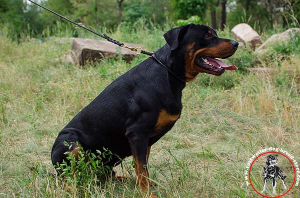 Rolled leather Rottweiler choke collar