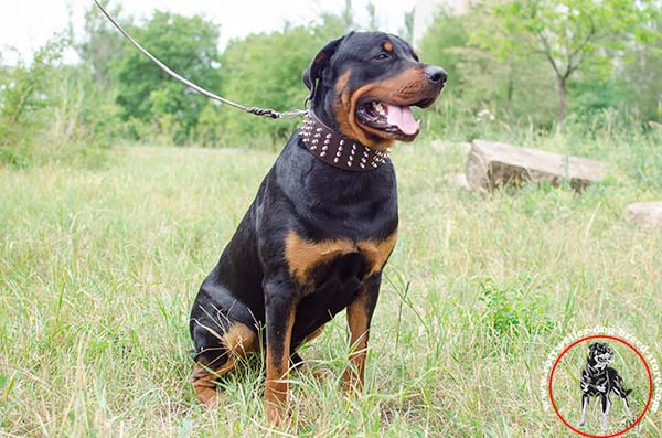 Convenient width Rottweiler leather collar