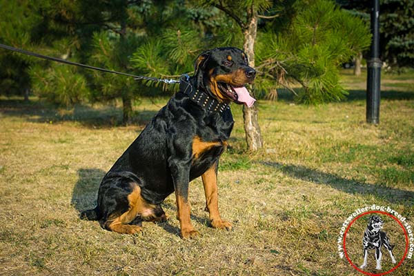 Rottweiler collar with 4 rows of decorations