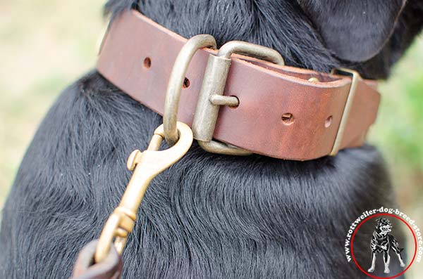 Rottweiler collar with sturdy buckle