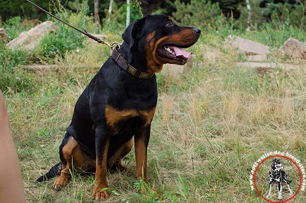 Dainty Rottweiler leather collar