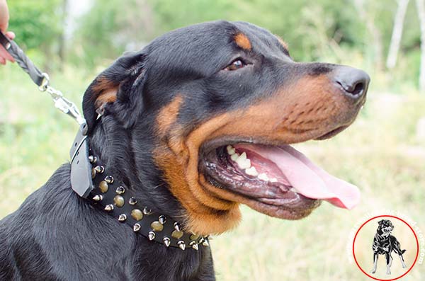 Non-stretching Rottweiler leather collar