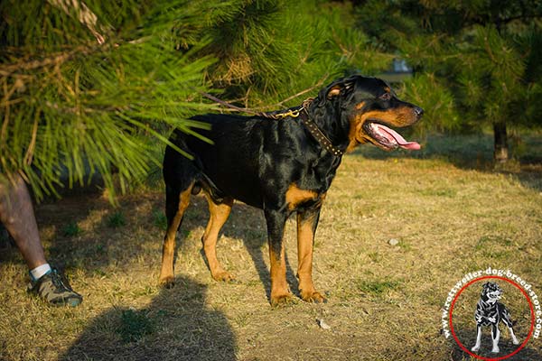 Rottweiler collar with non-corrosive fittings