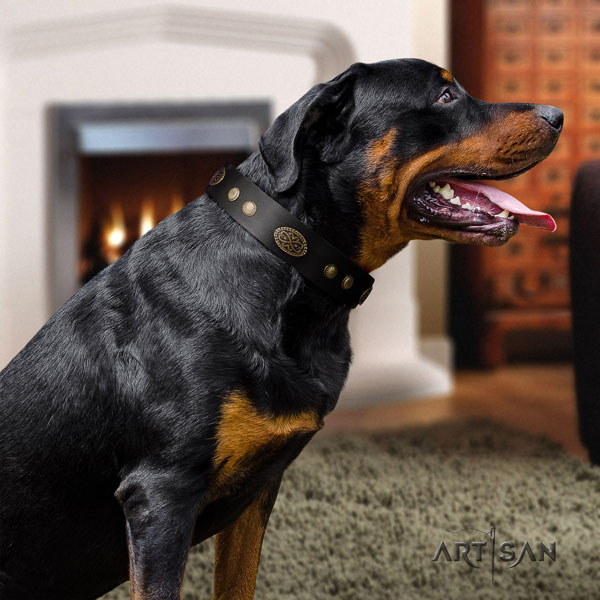 Rottweiler easy adjustable collar with incredible studs for your dog
