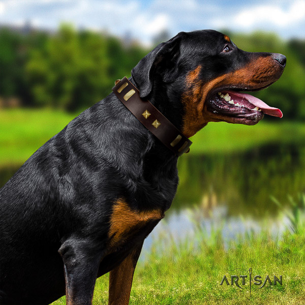 Rottweiler everyday use full grain leather collar for your lovely dog