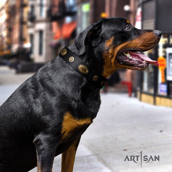 Rottweiler handcrafted collar with designer embellishments for your pet