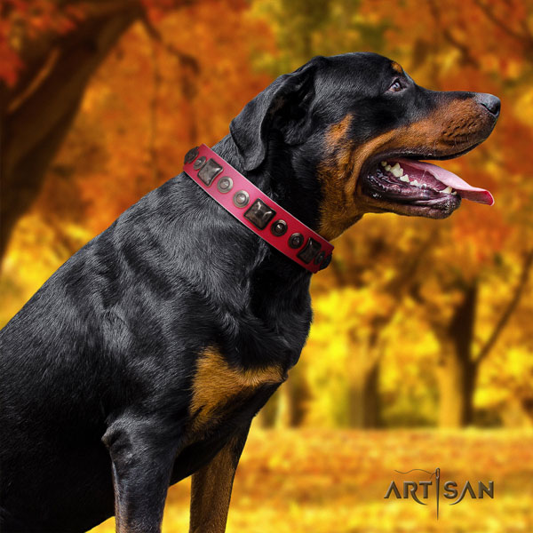 Rottweiler easy wearing collar with extraordinary adornments for your doggie