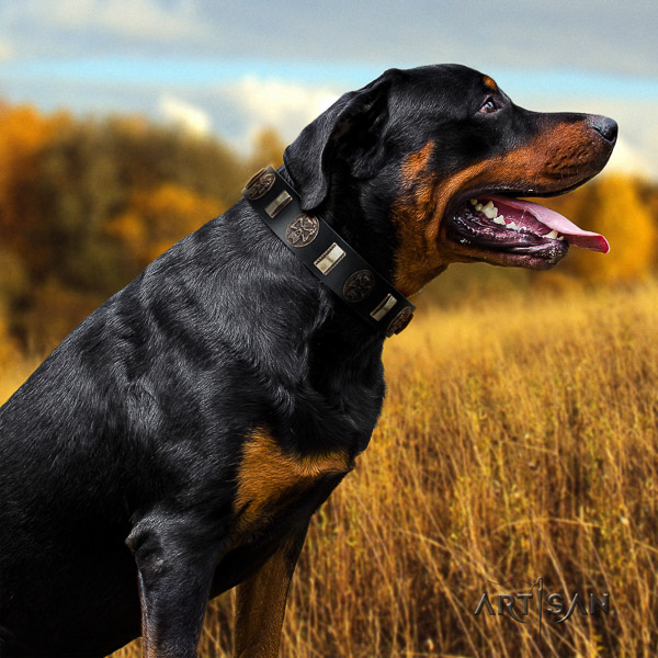 Rottweiler everyday use full grain natural leather collar for your impressive doggie