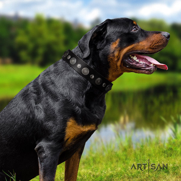 Rottweiler handmade collar with inimitable studs for your four-legged friend