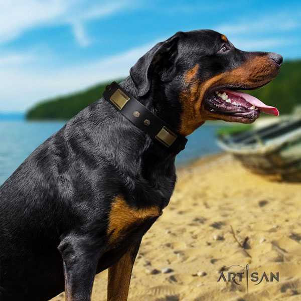 Rottweiler handcrafted collar with stylish studs for your dog
