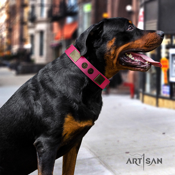 Rottweiler everyday walking full grain genuine leather collar for your impressive four-legged friend