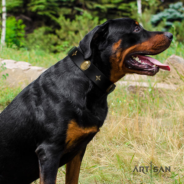 Rottweiler stylish walking full grain leather collar for your lovely four-legged friend