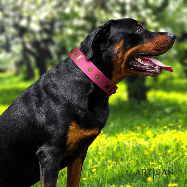 Rottweiler basic training natural leather collar for your beautiful doggie