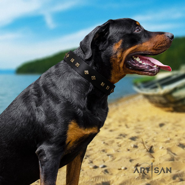 Rottweiler handcrafted collar with significant embellishments for your canine