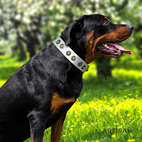 Rottweiler everyday walking natural leather collar for your handsome dog