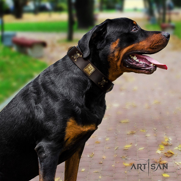 Rottweiler basic training leather collar for your handsome dog