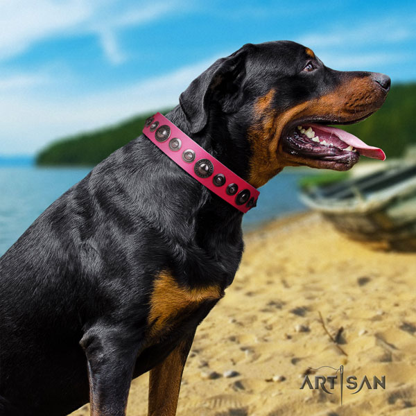 Rottweiler best quality collar with incredible adornments for your dog