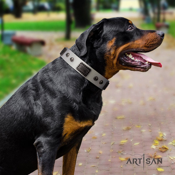 Rottweiler best quality collar with significant embellishments for your canine