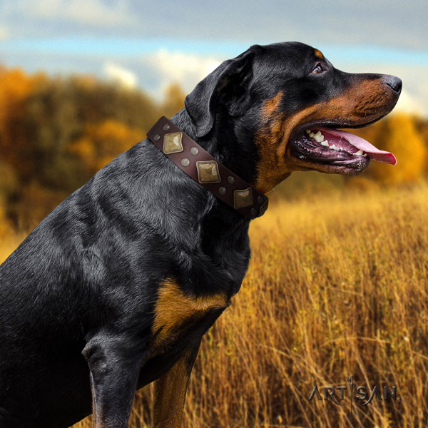 Rottweiler fine quality collar with incredible decorations for your pet