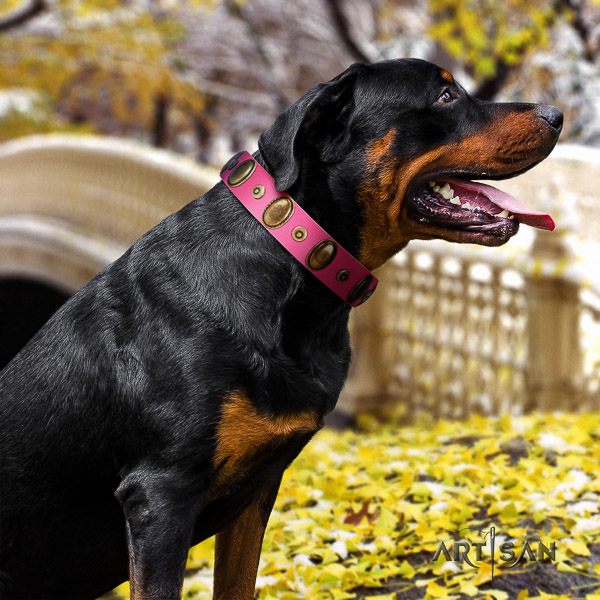 Rottweiler daily use natural leather collar for your impressive canine